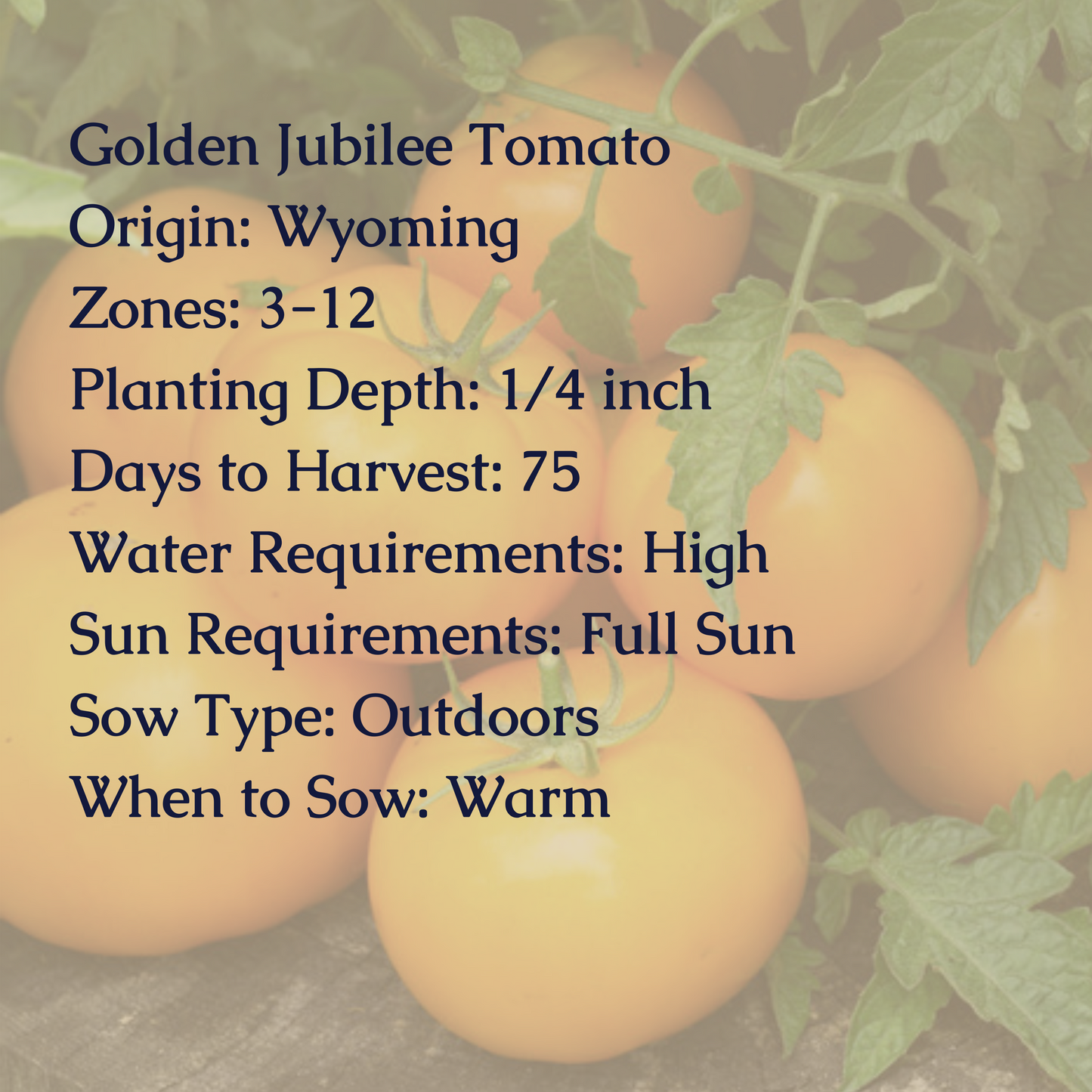 Golden Jubilee Tomato Seeds