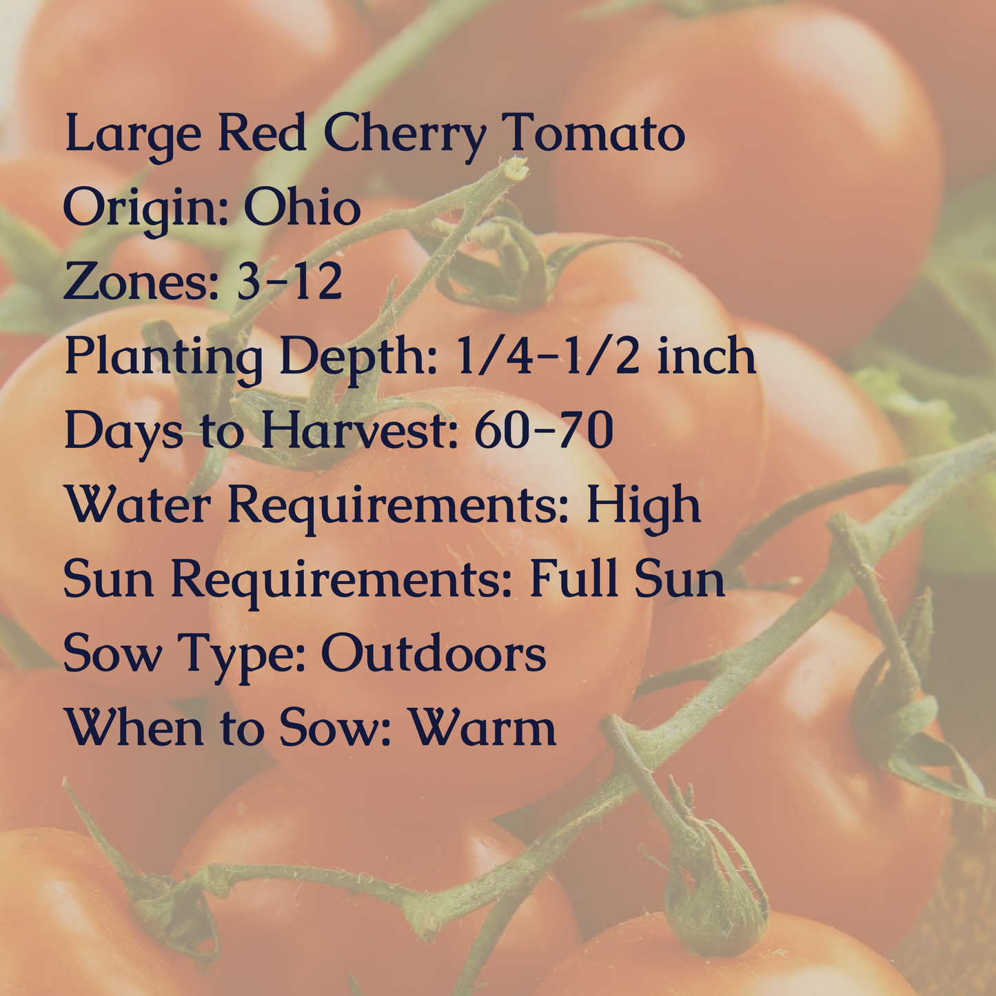 Large Red Cherry Tomato Seeds