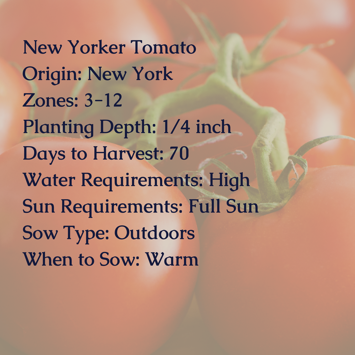 New Yorker Tomato Seeds