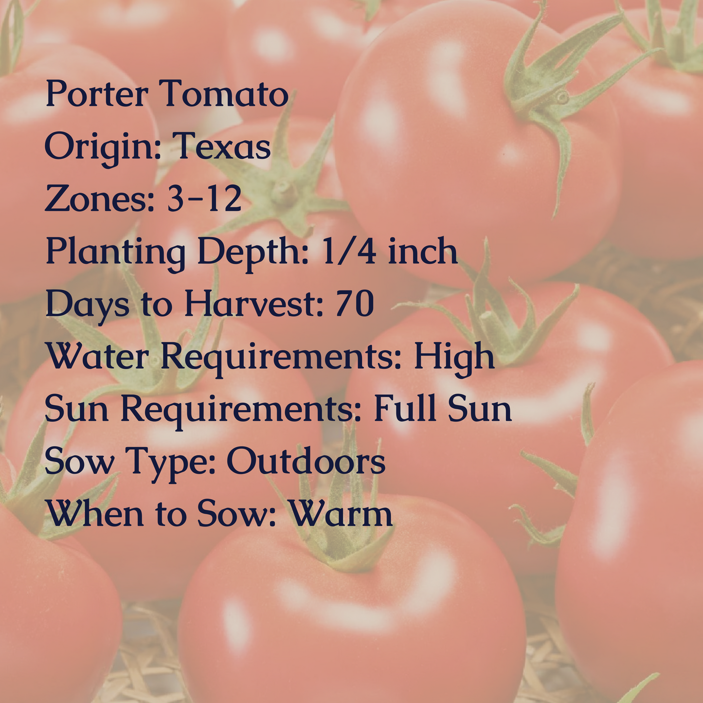 Porter Tomato Seeds