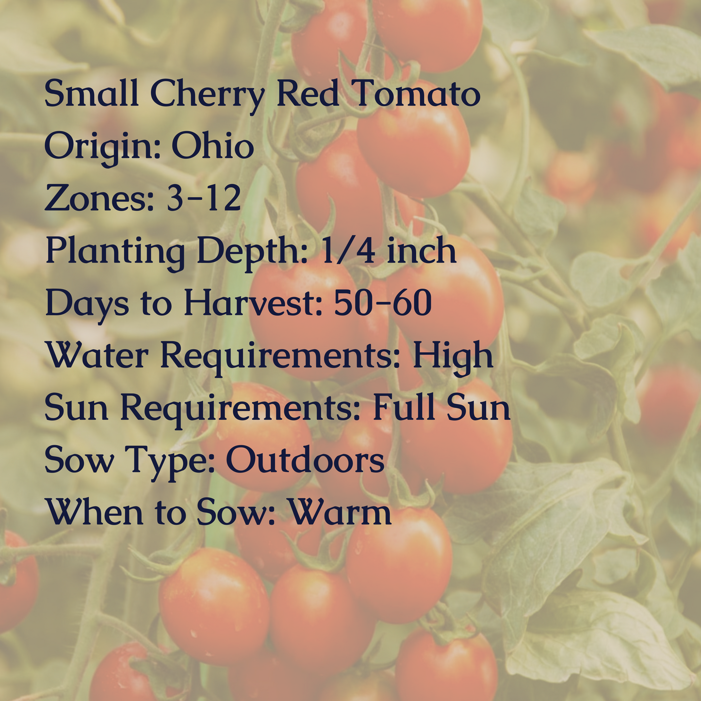 Small Cherry Red Tomato Seeds
