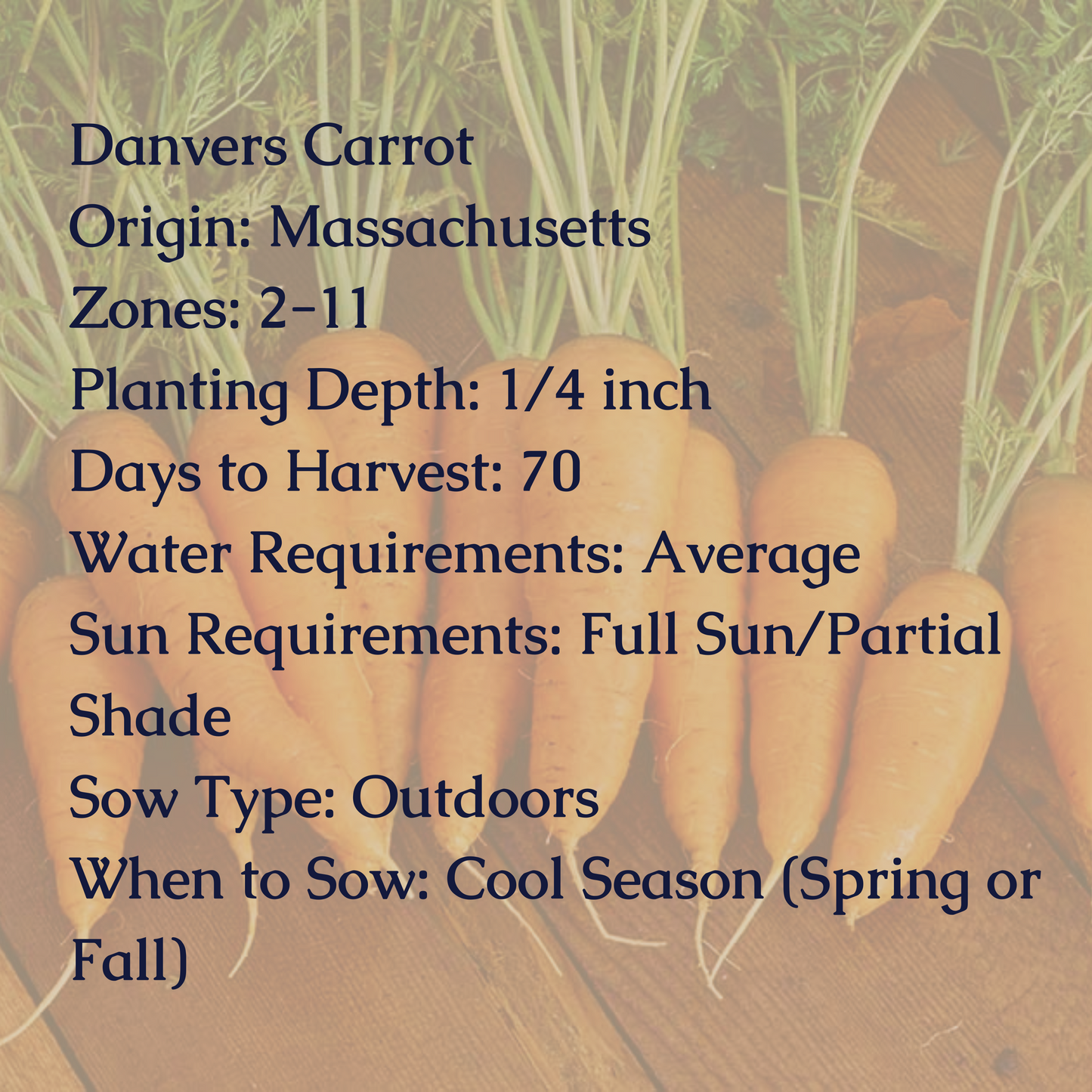 Danvers Carrot Seeds