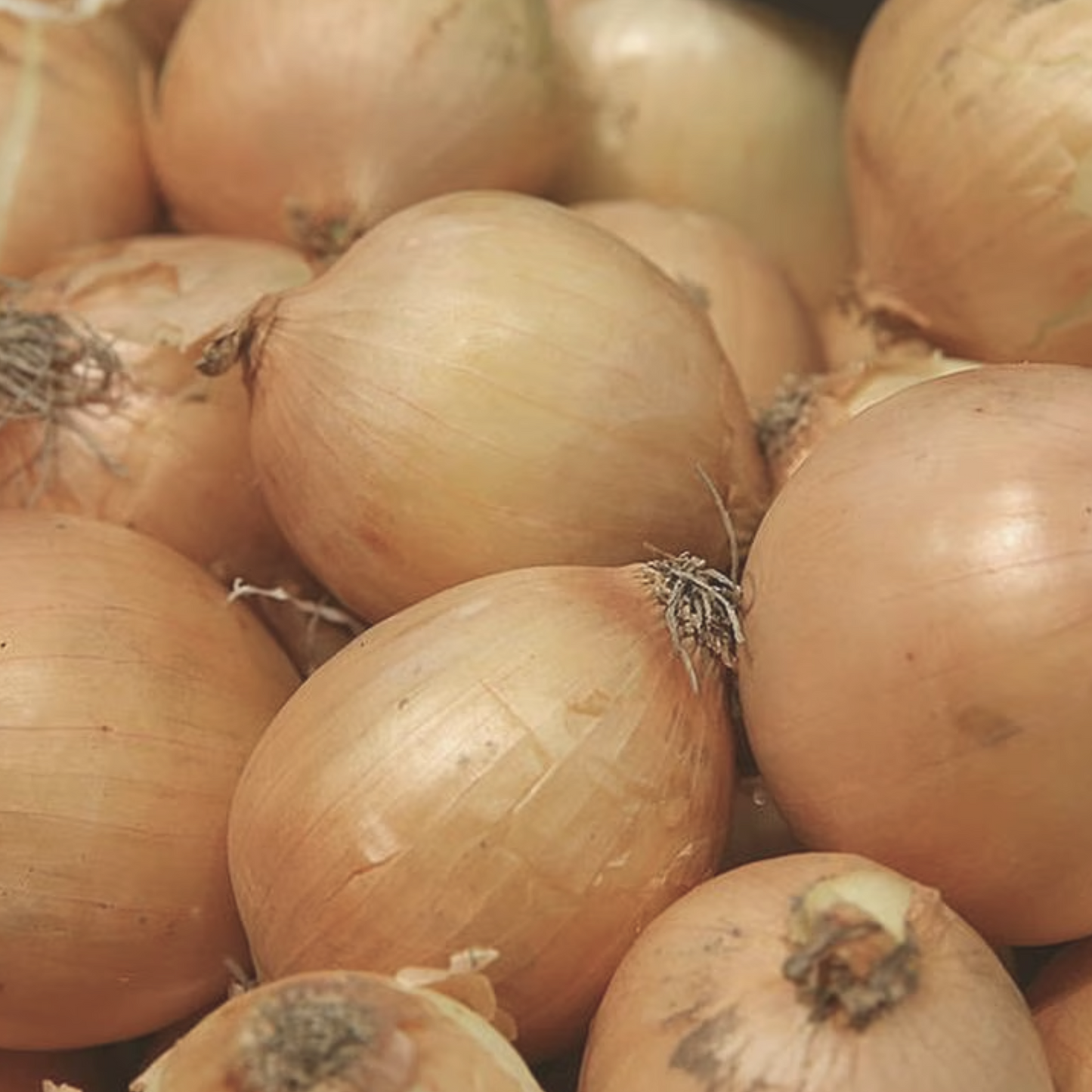 Walla Walla Sweet Onion Seeds