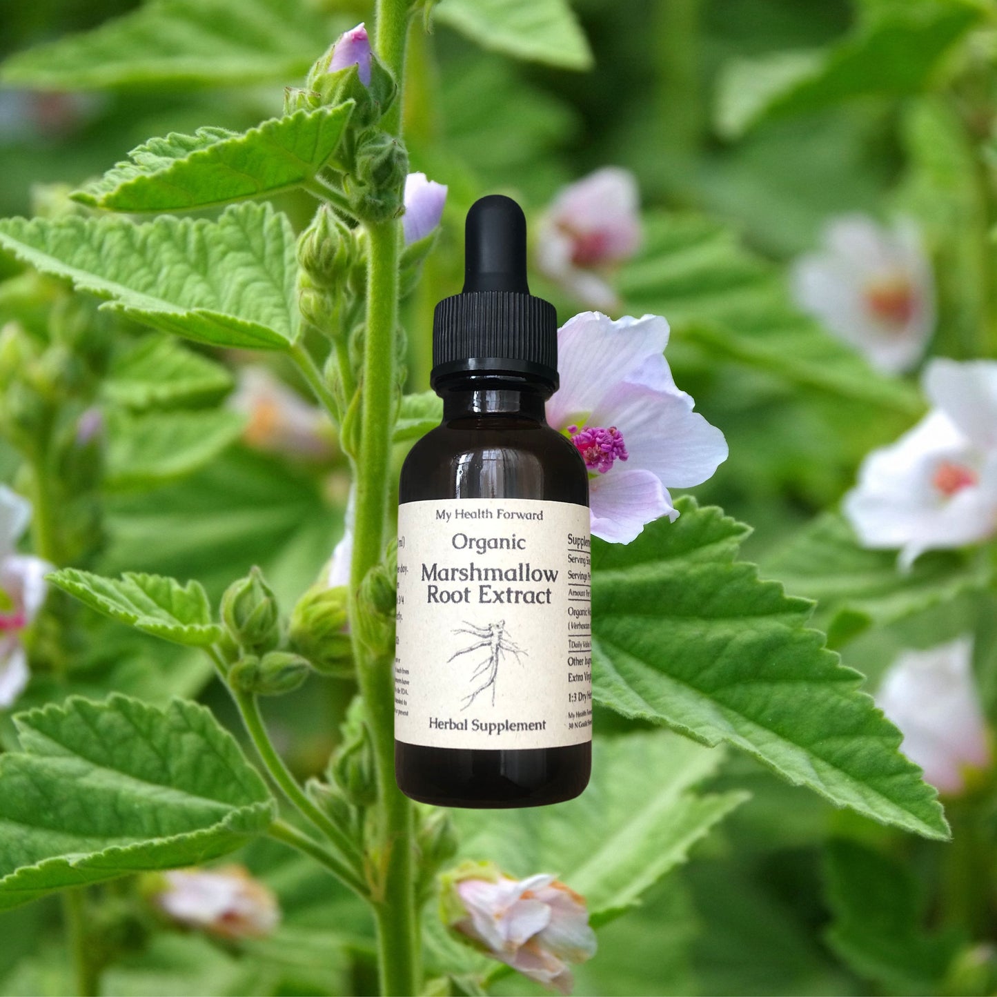 Organic Marshmallow Root Extract