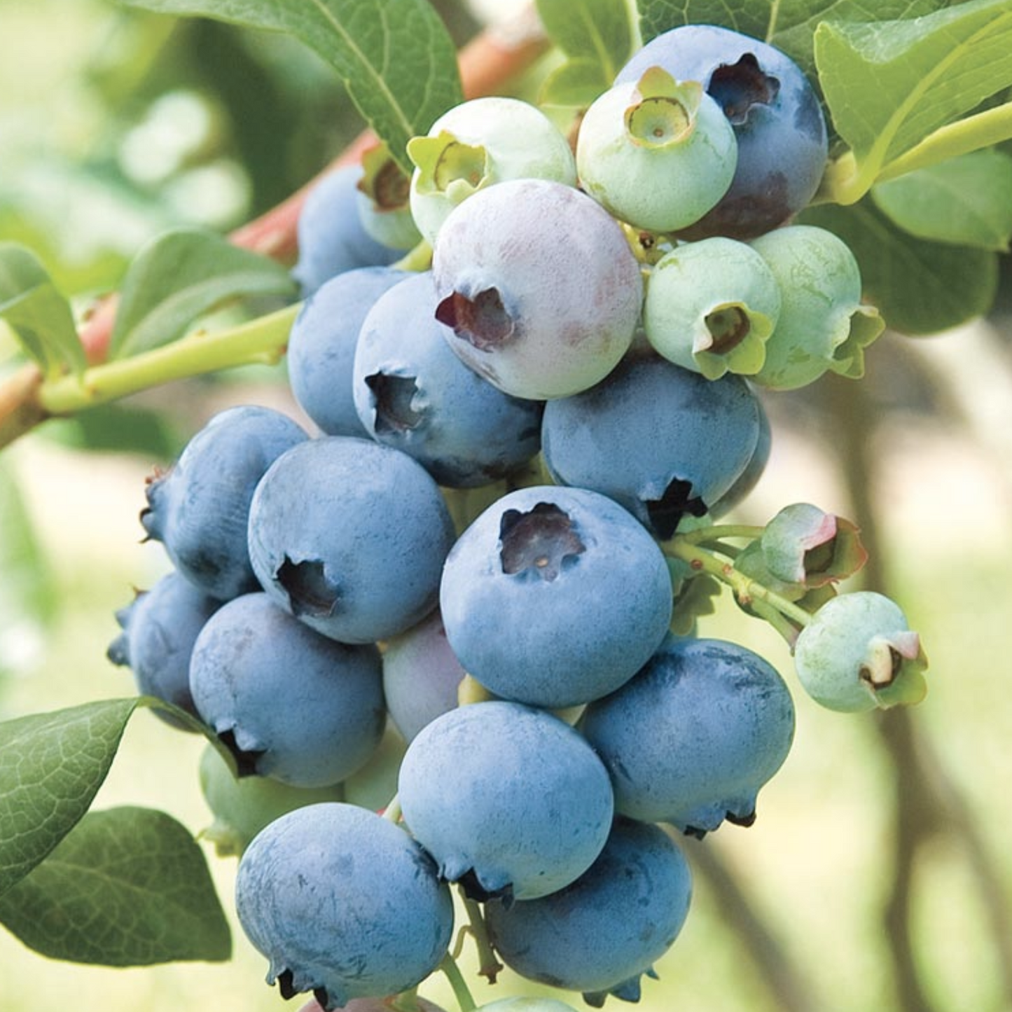 Blueberry Highbush - Vaccinium corymbosum Seeds