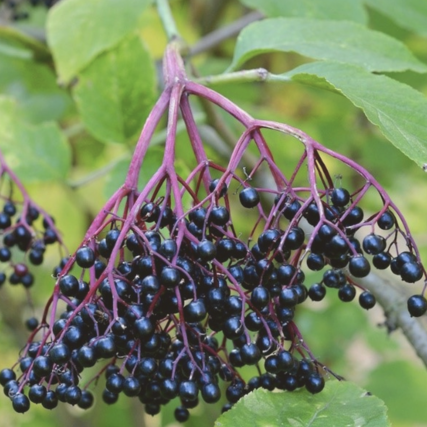 American Elderberry - Sambucus canadensis Seeds