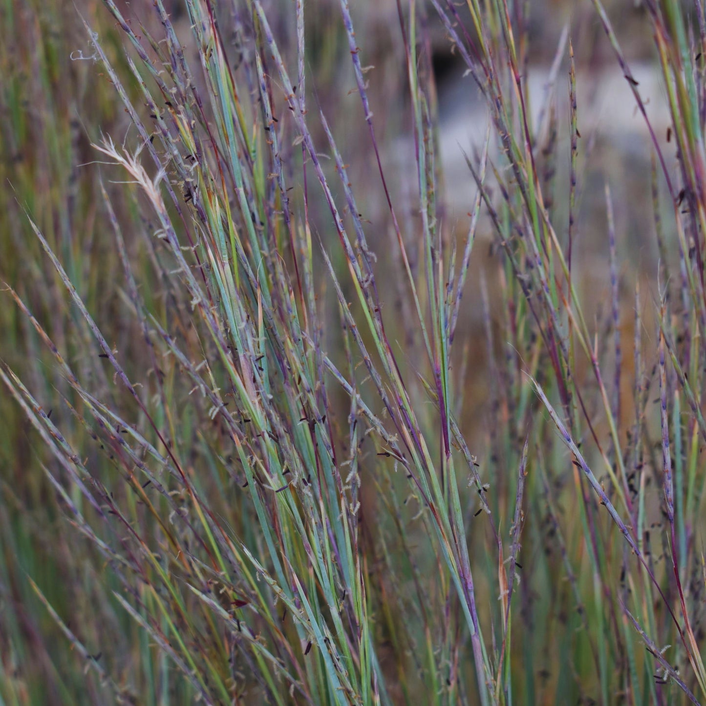 Little Bluestem - Schizachyrium scoparius Seeds