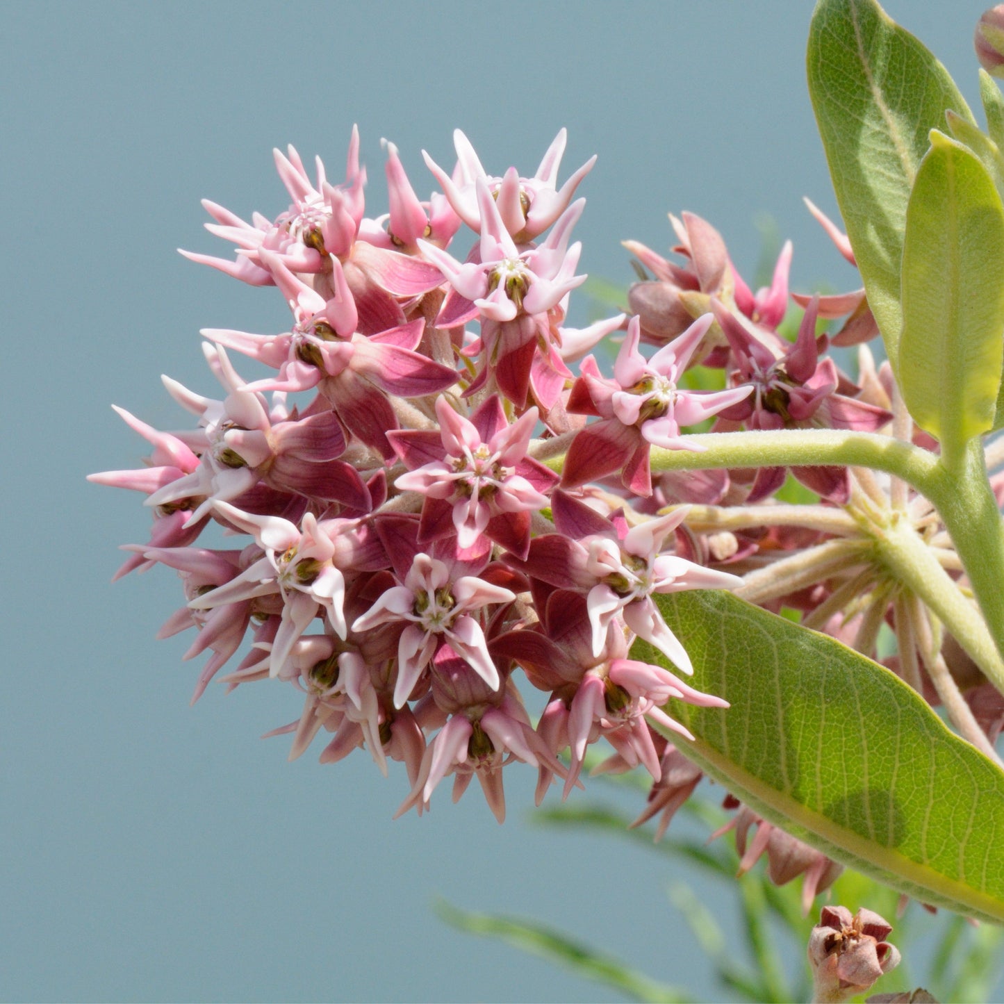 Showy Milkweed - Asclepias speciosa Seeds