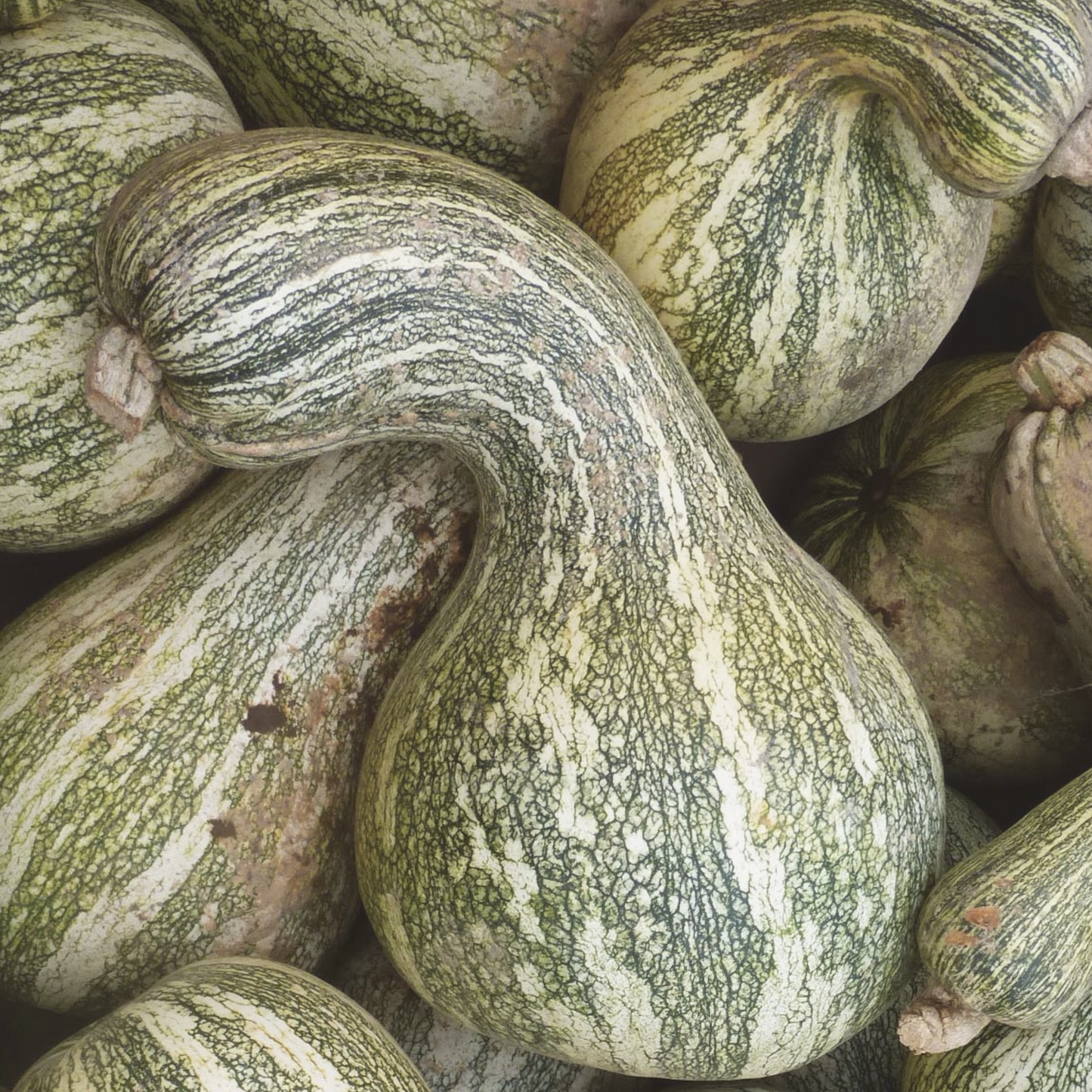 Cushaw Green Striped Pumpkin