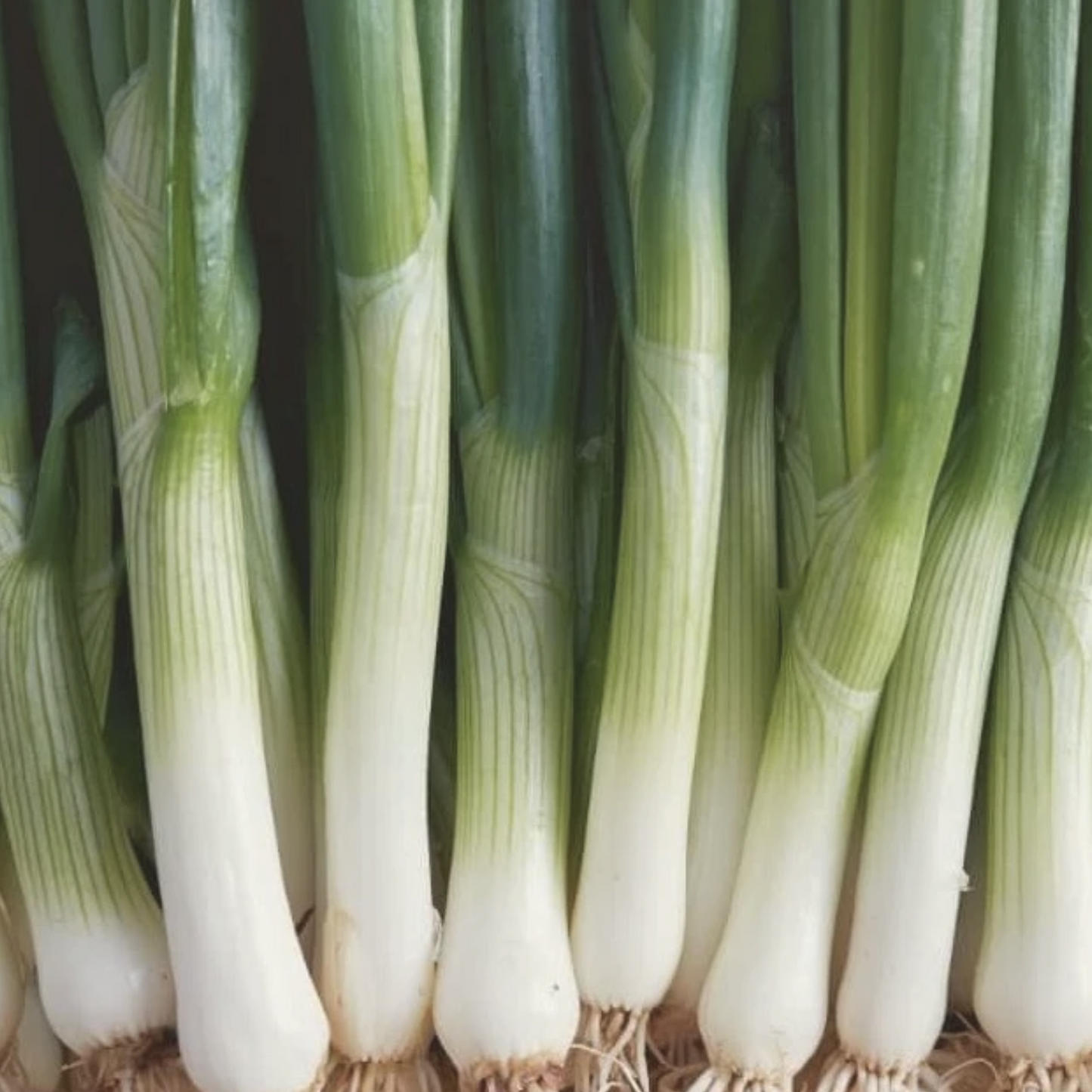 American Flag Leek Seeds