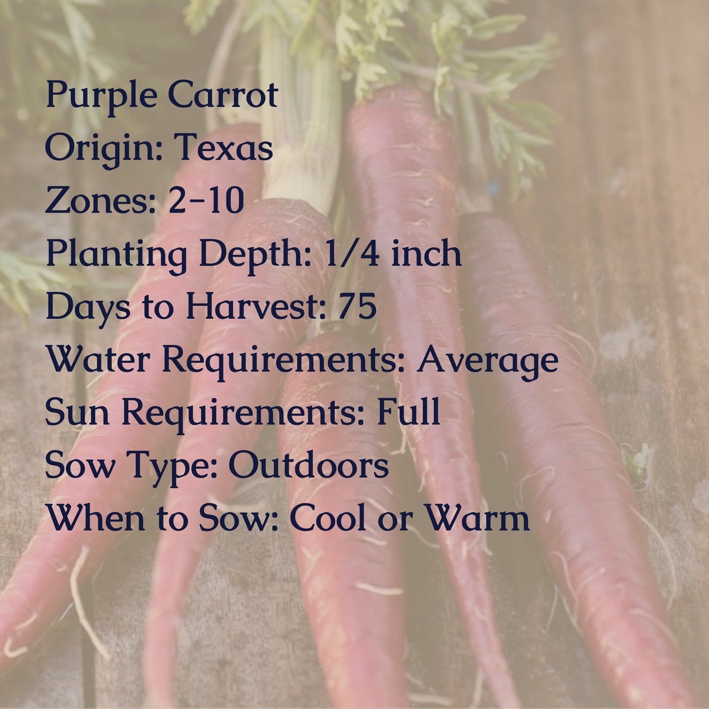 Purple Carrot Seeds