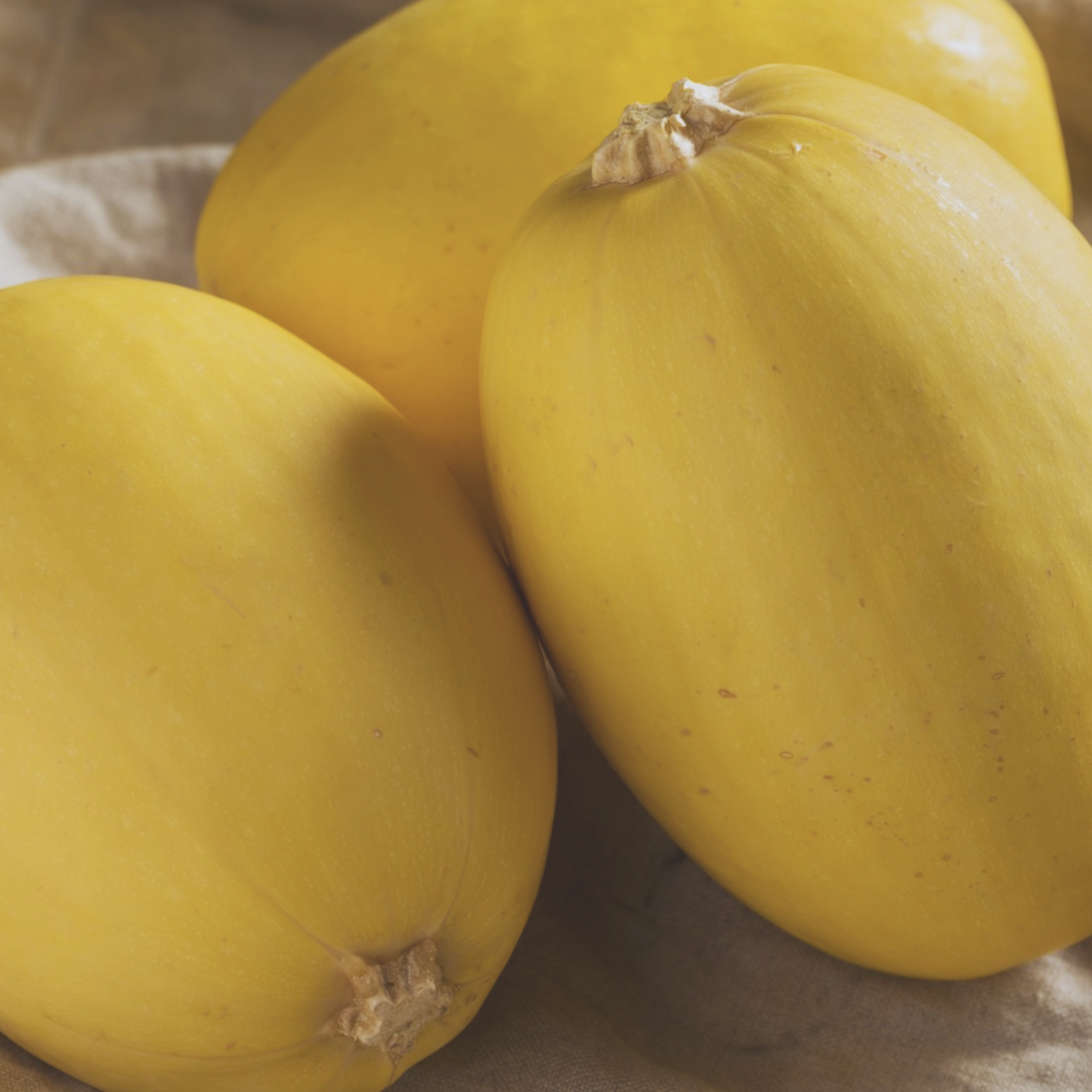 Spaghetti Squash Seeds