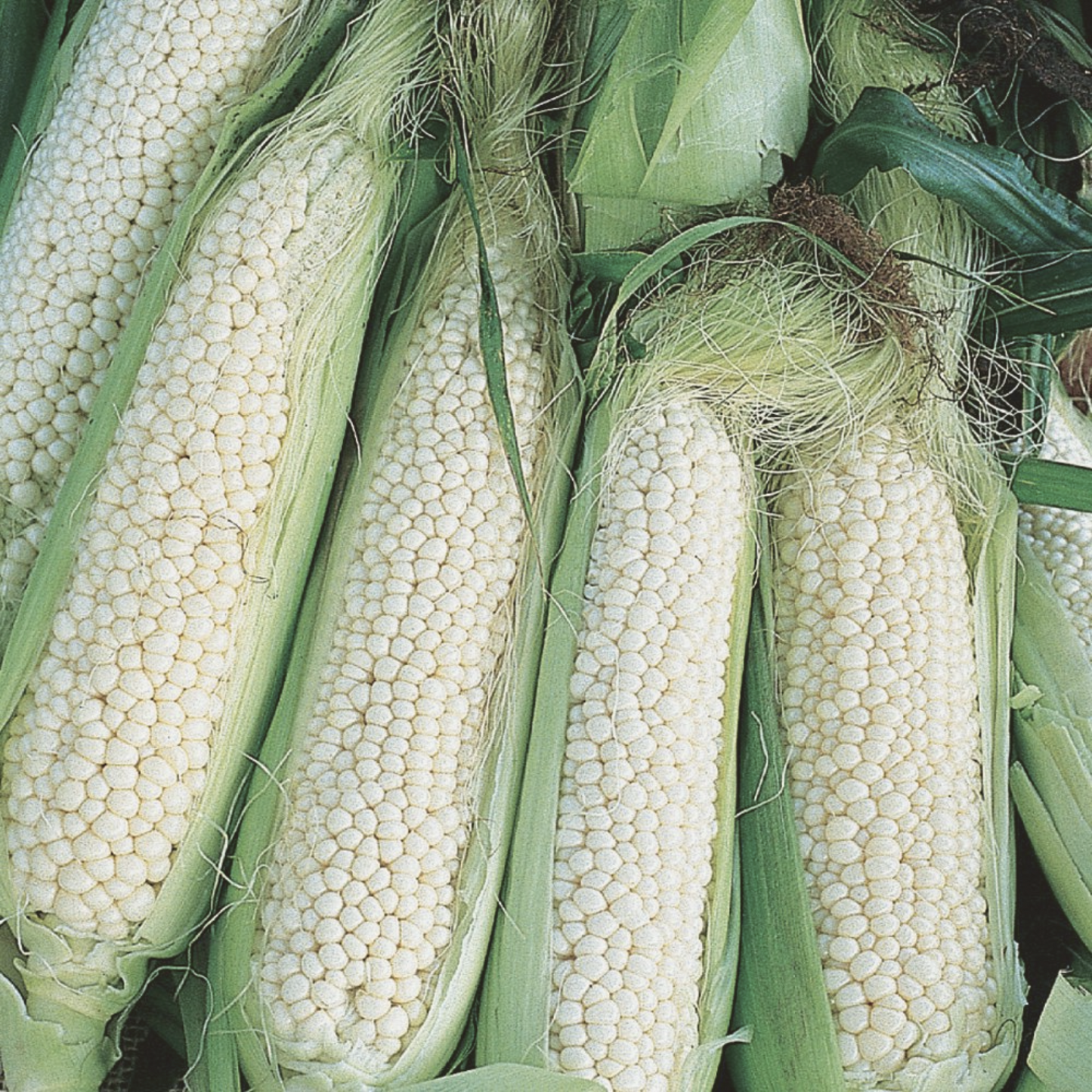 Country Gentleman Corn