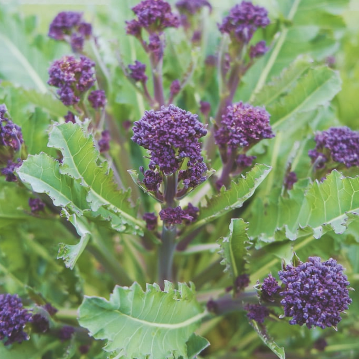 Purple Sprouting Broccoli Seeds