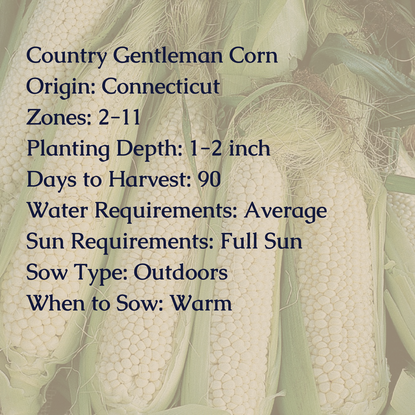 Country Gentleman Corn