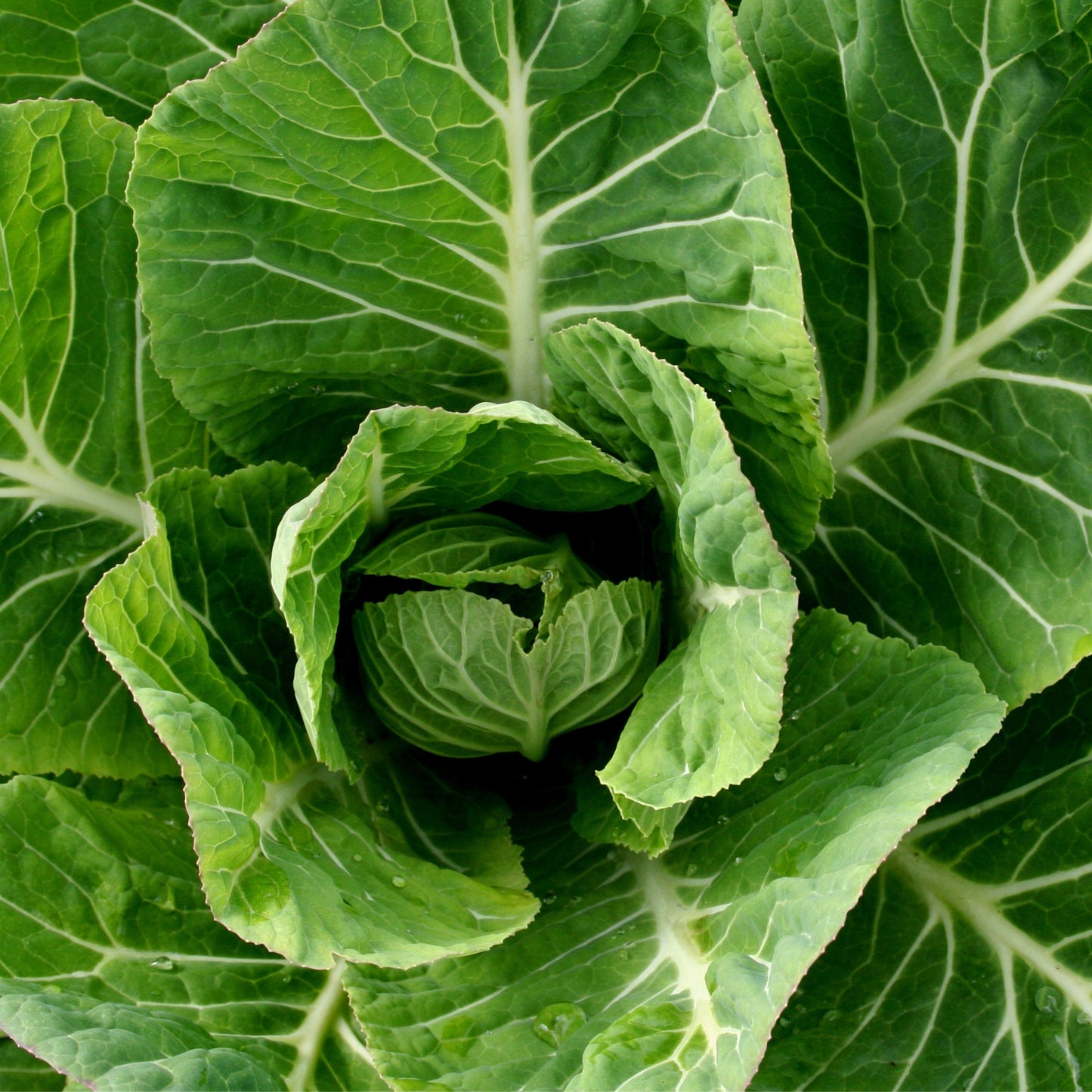 Georgia Collard Green Seeds