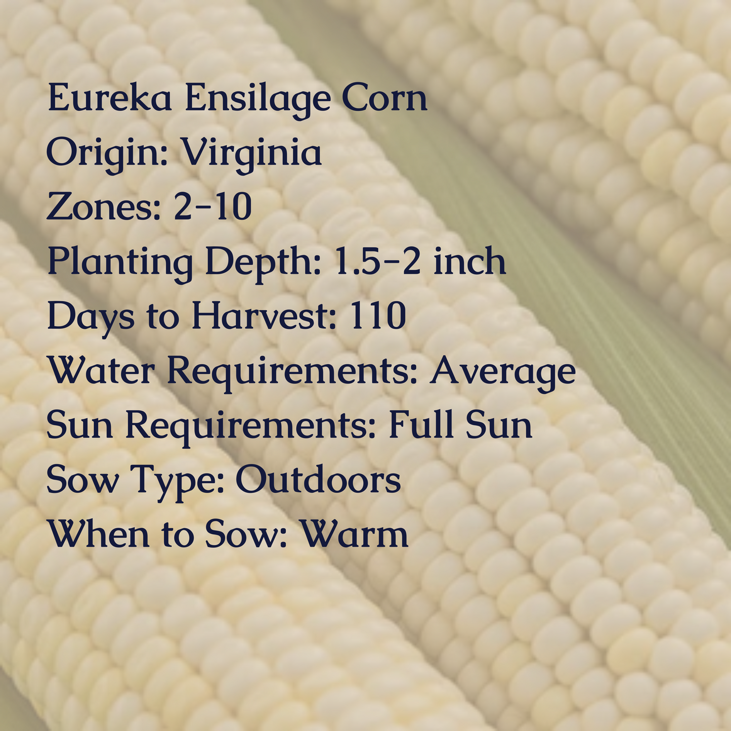 Eureka Ensilage Dent Corn