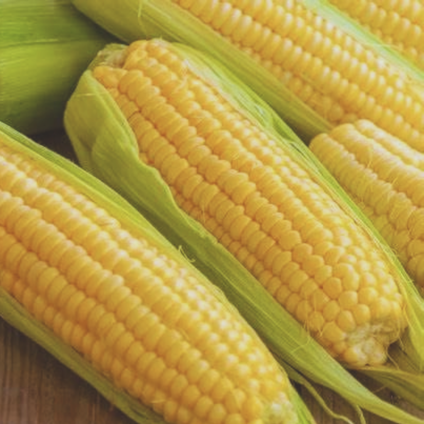 Golden Bantam Corn Seeds