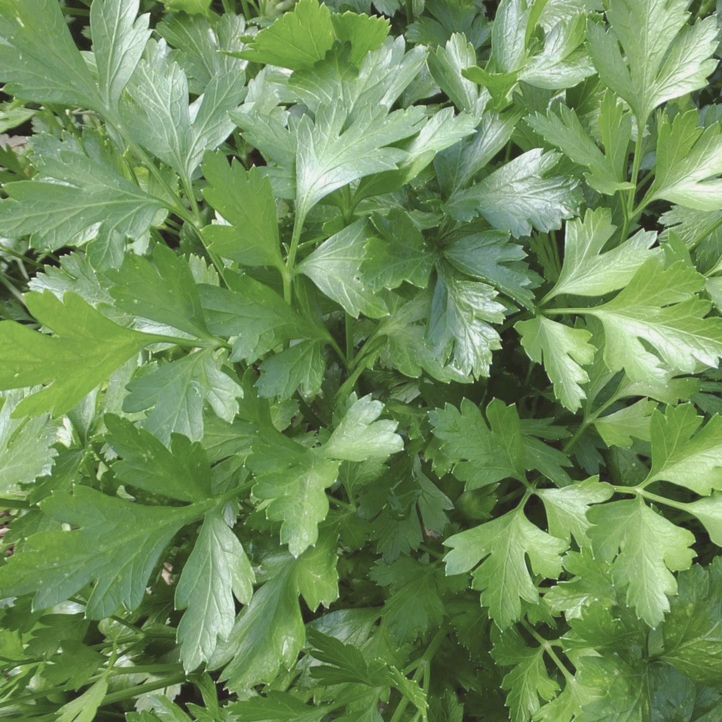 Italian Giant Parsley Seeds