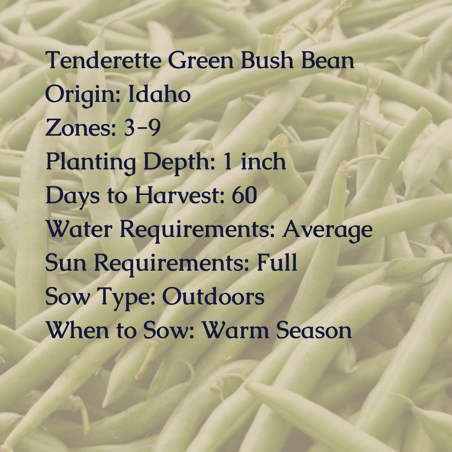 Tenderette Green Bush Bean Seeds