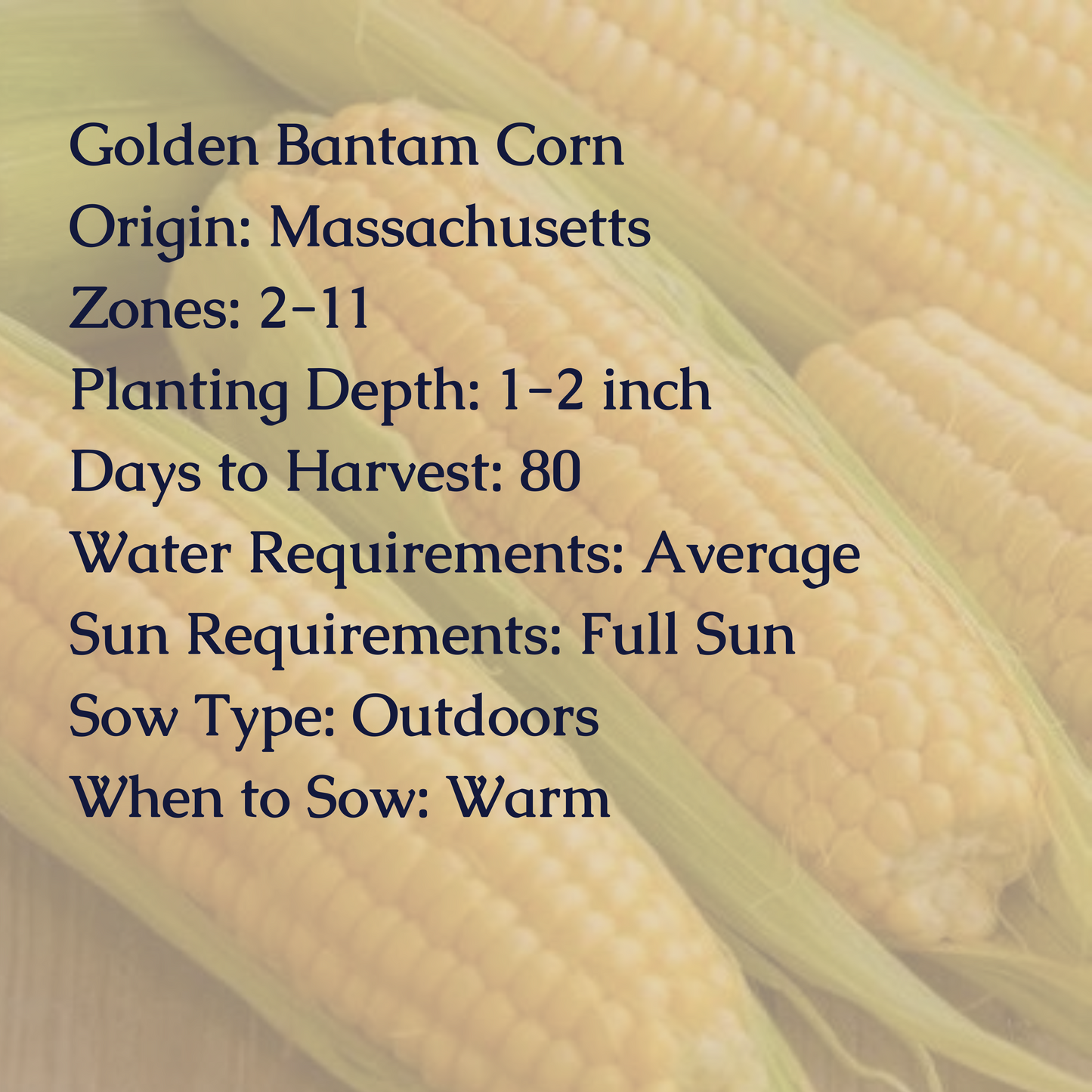 Golden Bantam Corn Seeds