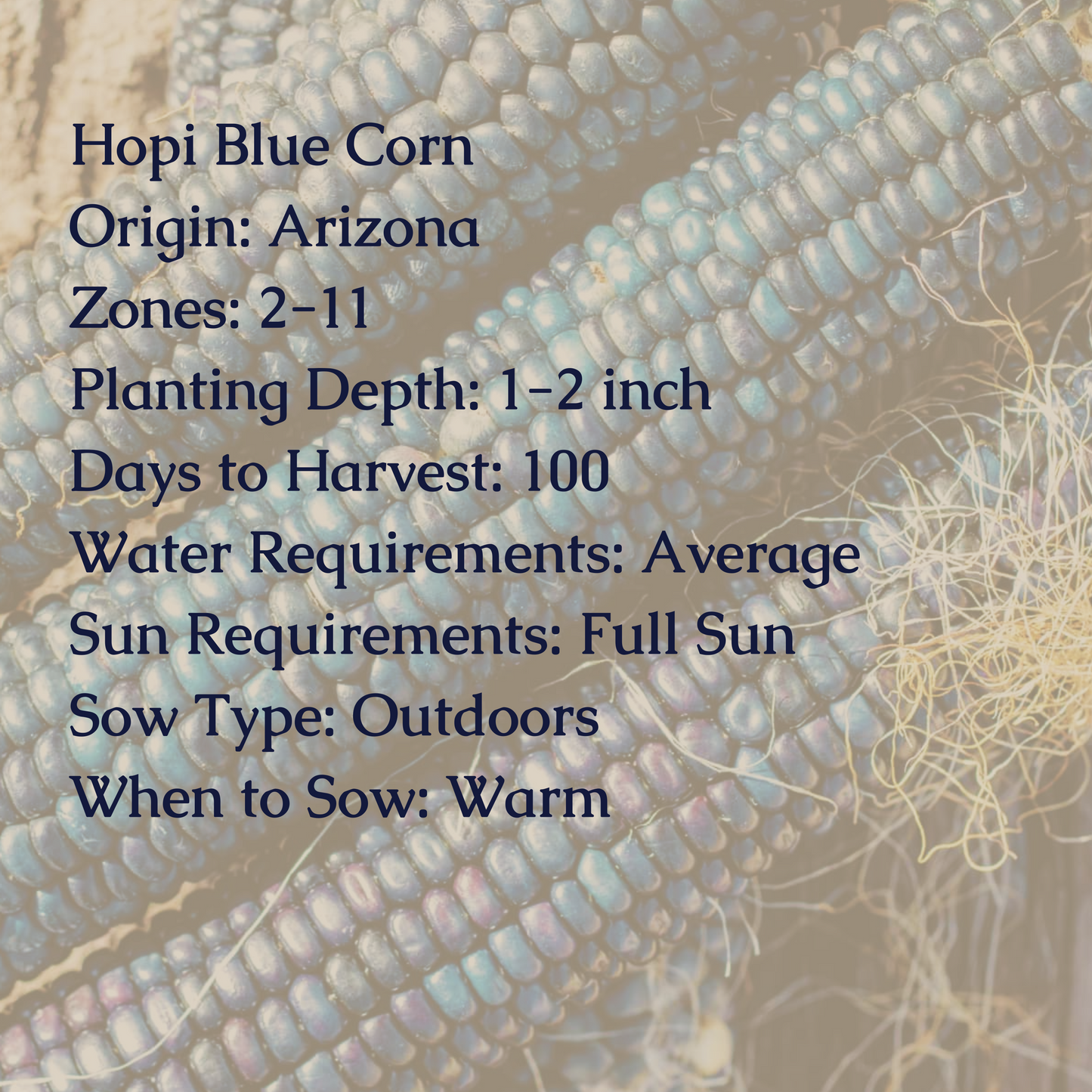 Hopi Blue Corn Seeds