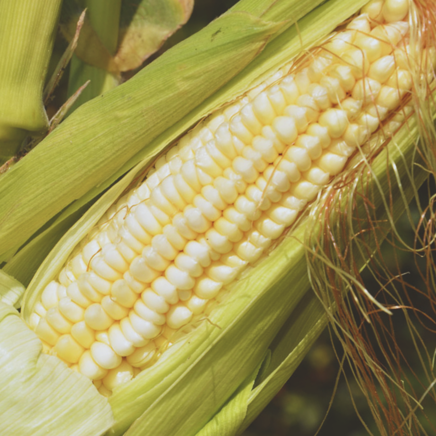 Pencil Cob Dent Corn Seeds