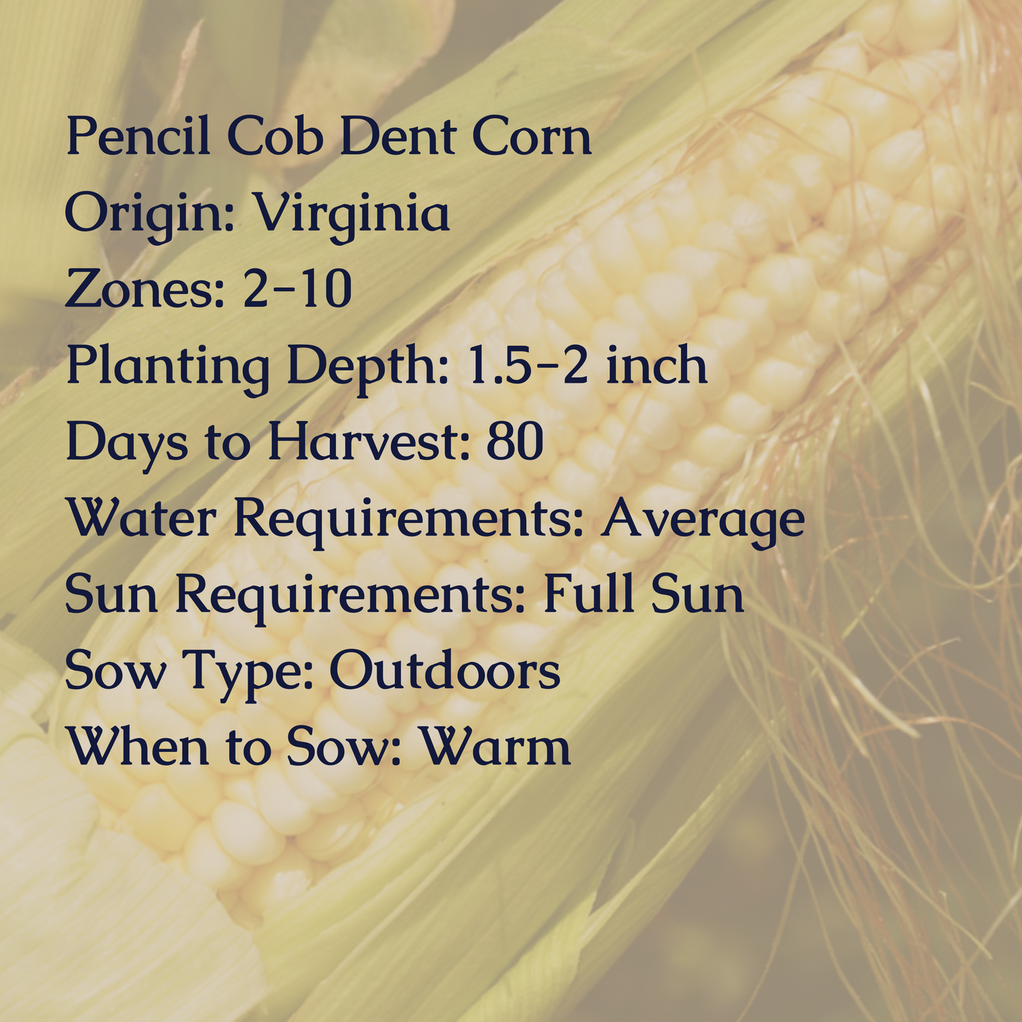 Pencil Cob Dent Corn Seeds