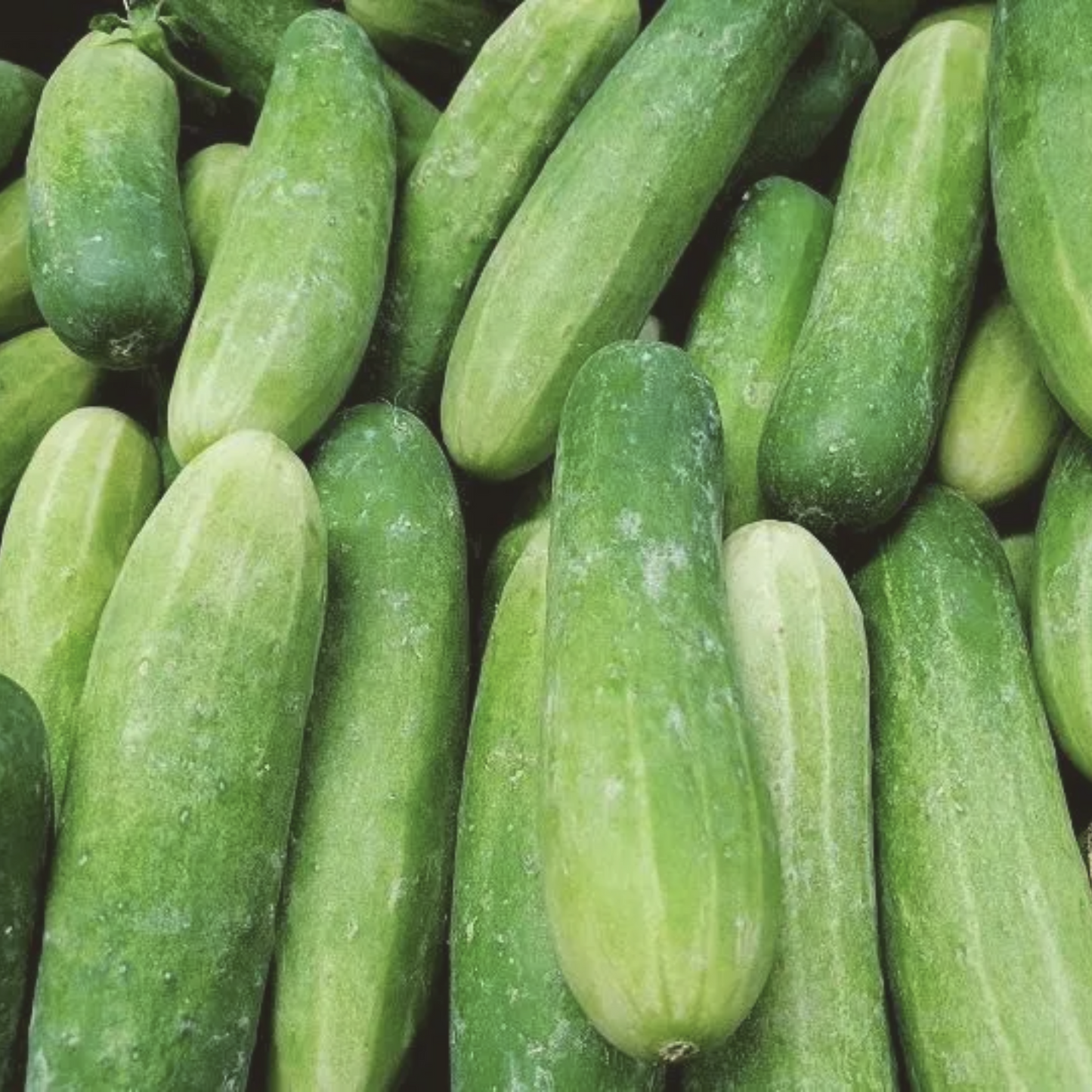 Ashley Cucumber Seeds