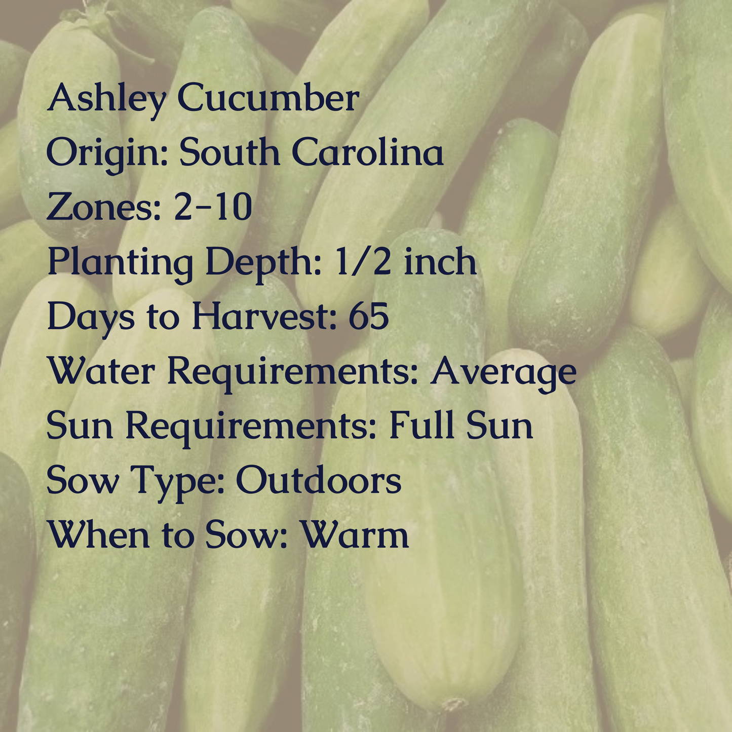 Ashley Cucumber Seeds