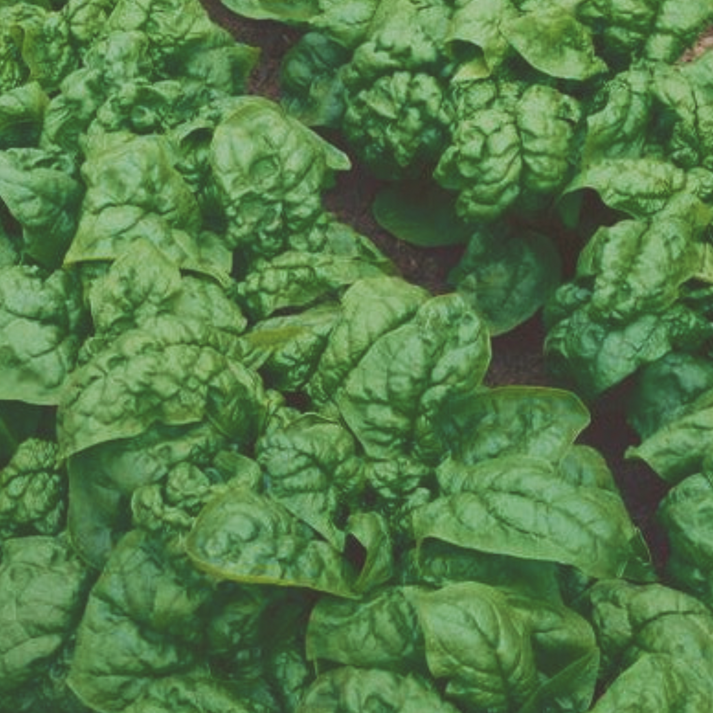 Bloomsdale Spinach Seeds