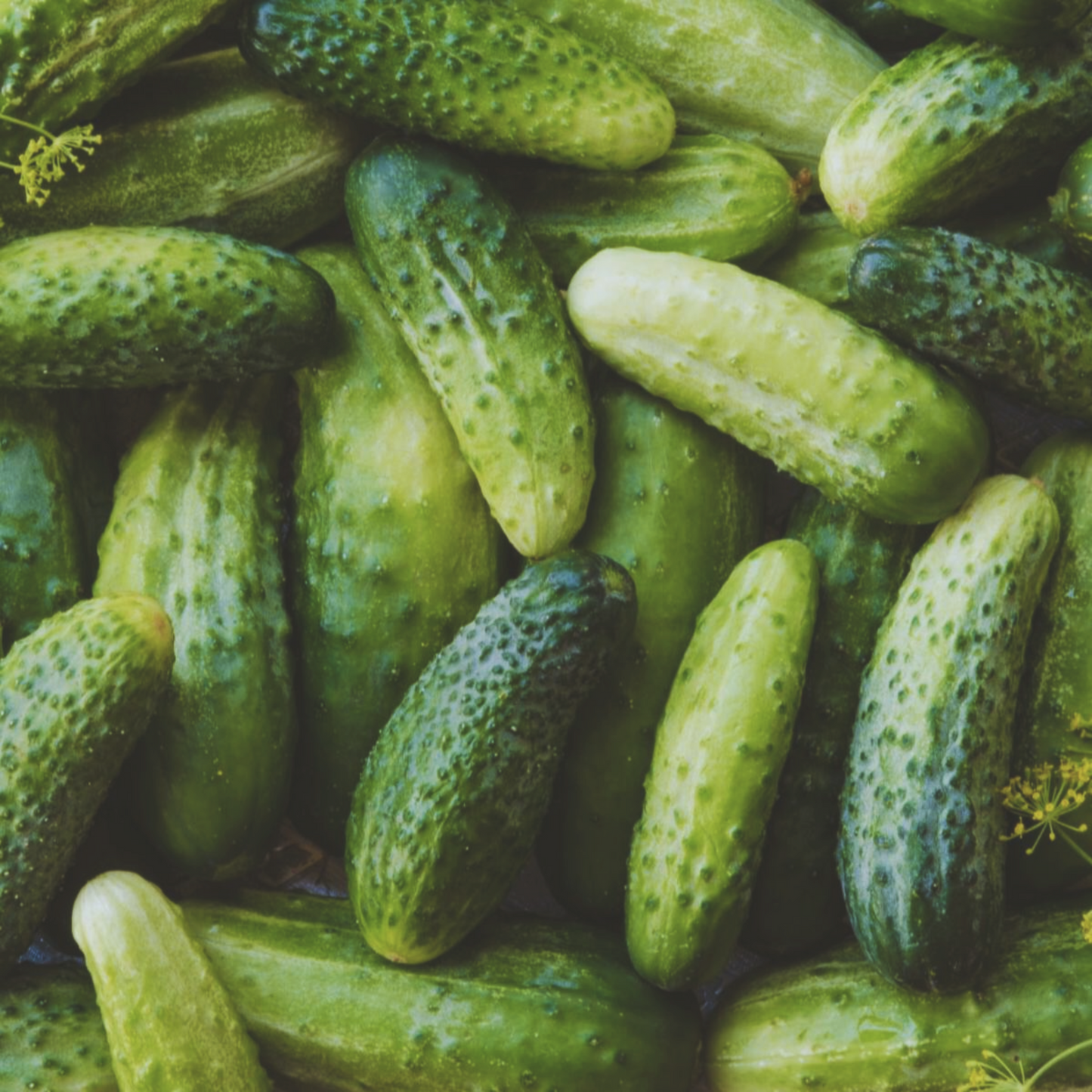 Boston Pickling Cucumber Seeds