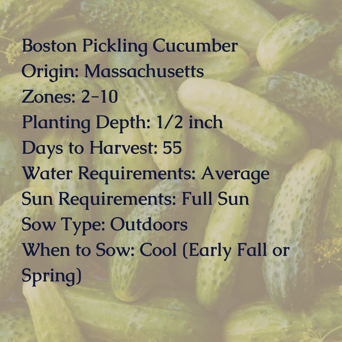 Boston Pickling Cucumber Seeds