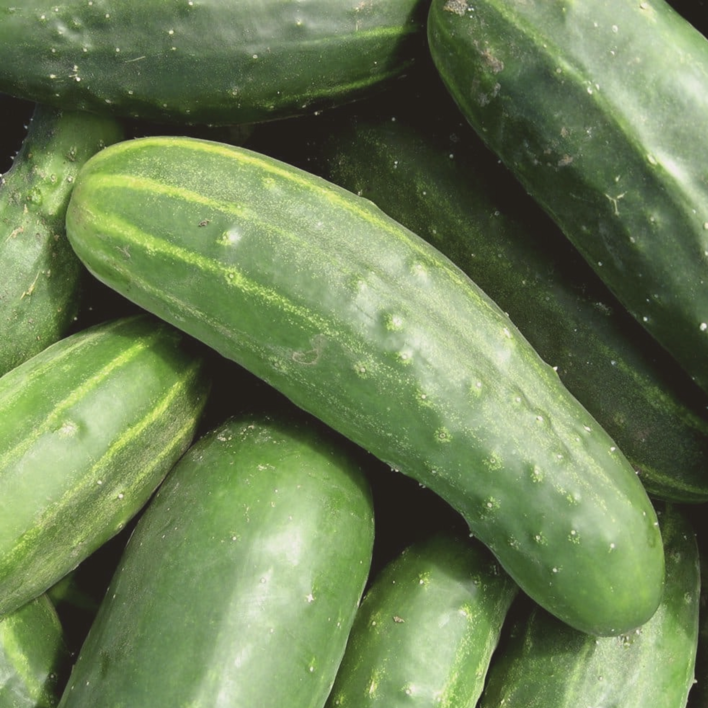 Marketer Cucumber Seeds