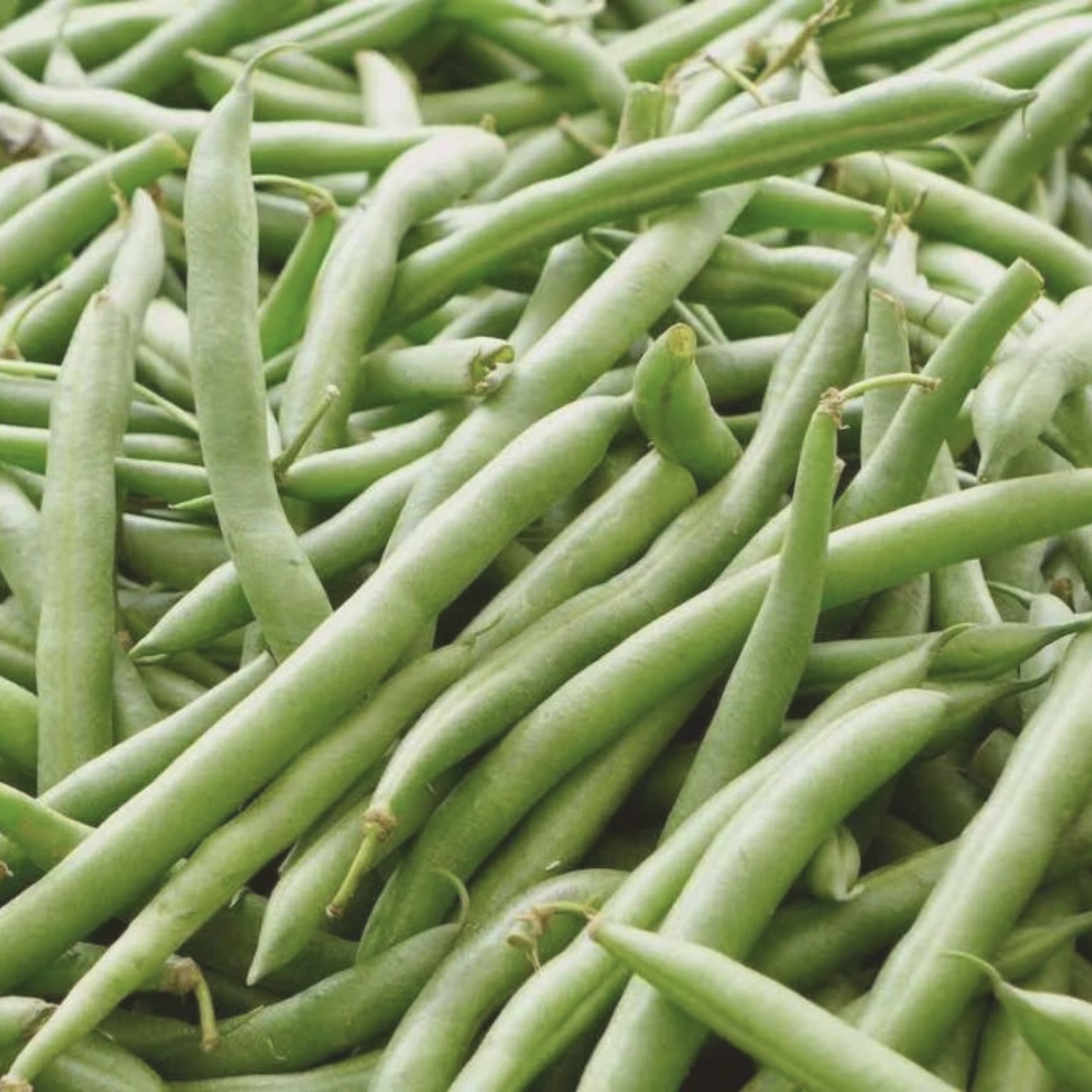 Tenderette Green Bush Bean Seeds