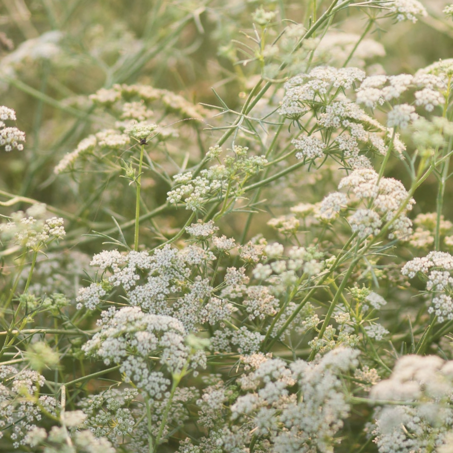 Cumin