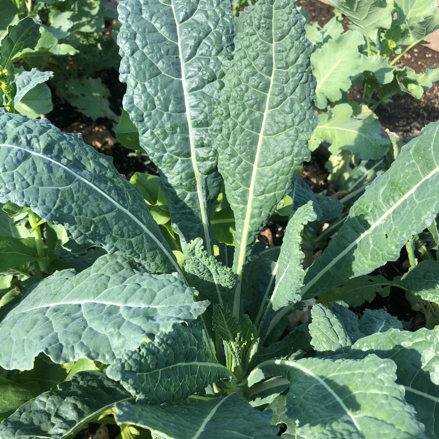 Lacinato Dinosaur Kale Seeds