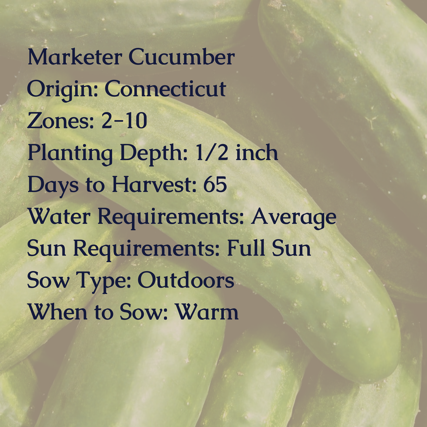 Marketer Cucumber Seeds