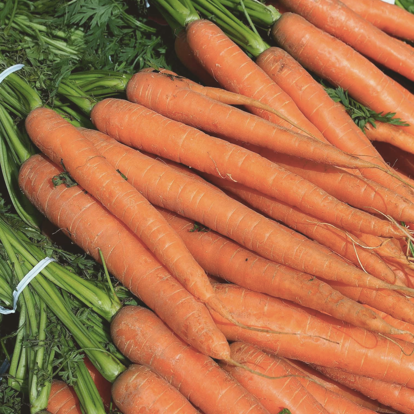 Imperator Carrot Seeds