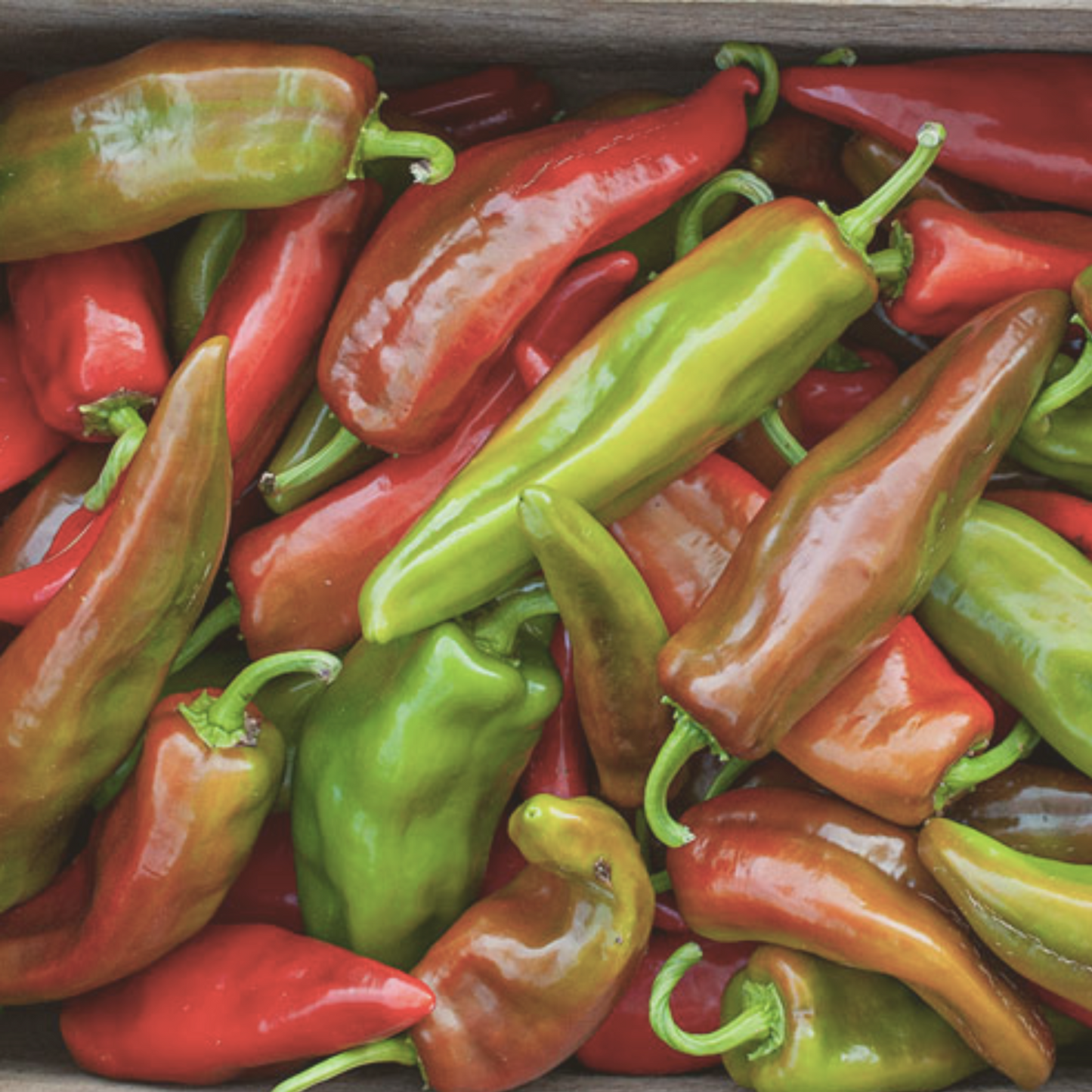 Anaheim Chile Hot Pepper Seeds