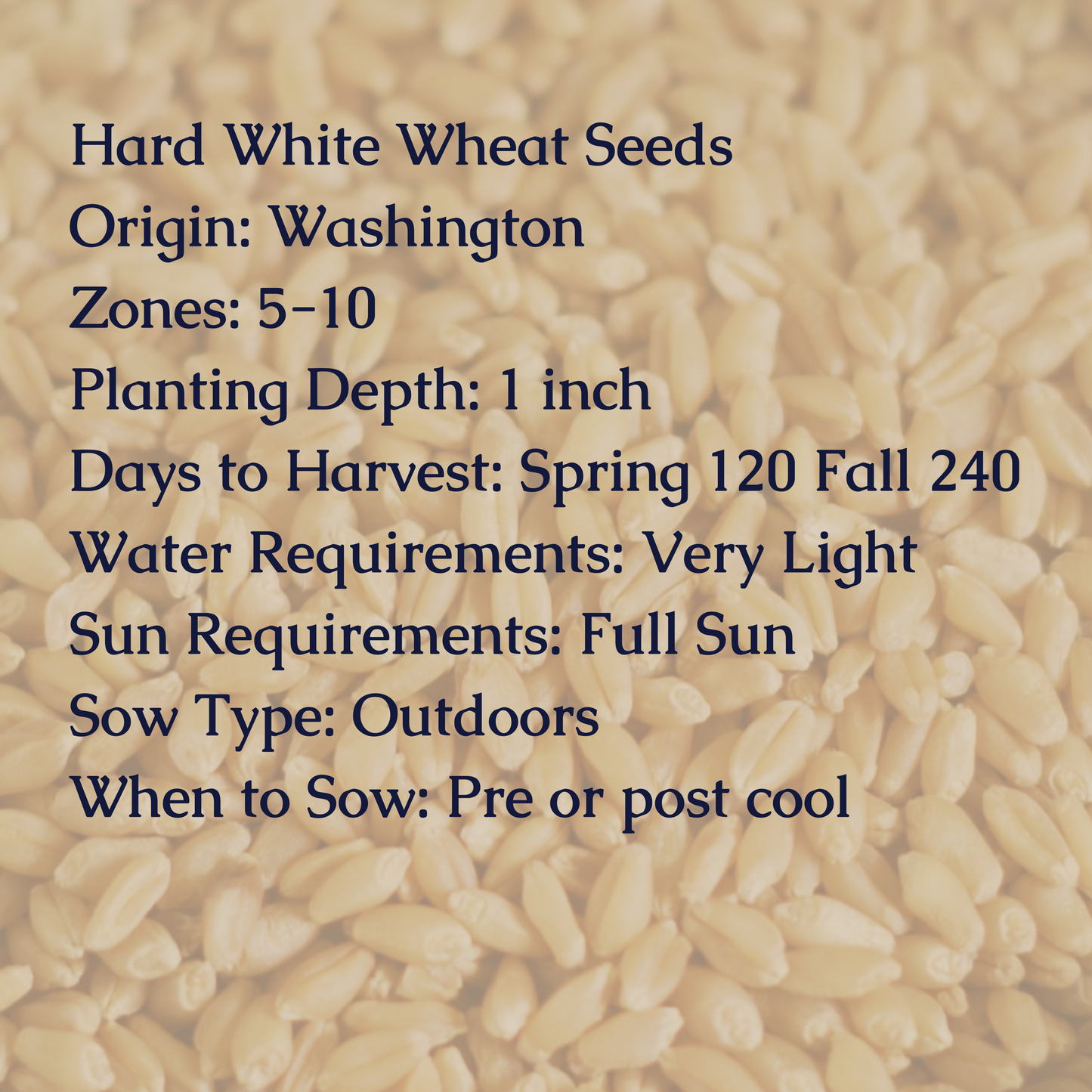 Hard White Wheat Seeds