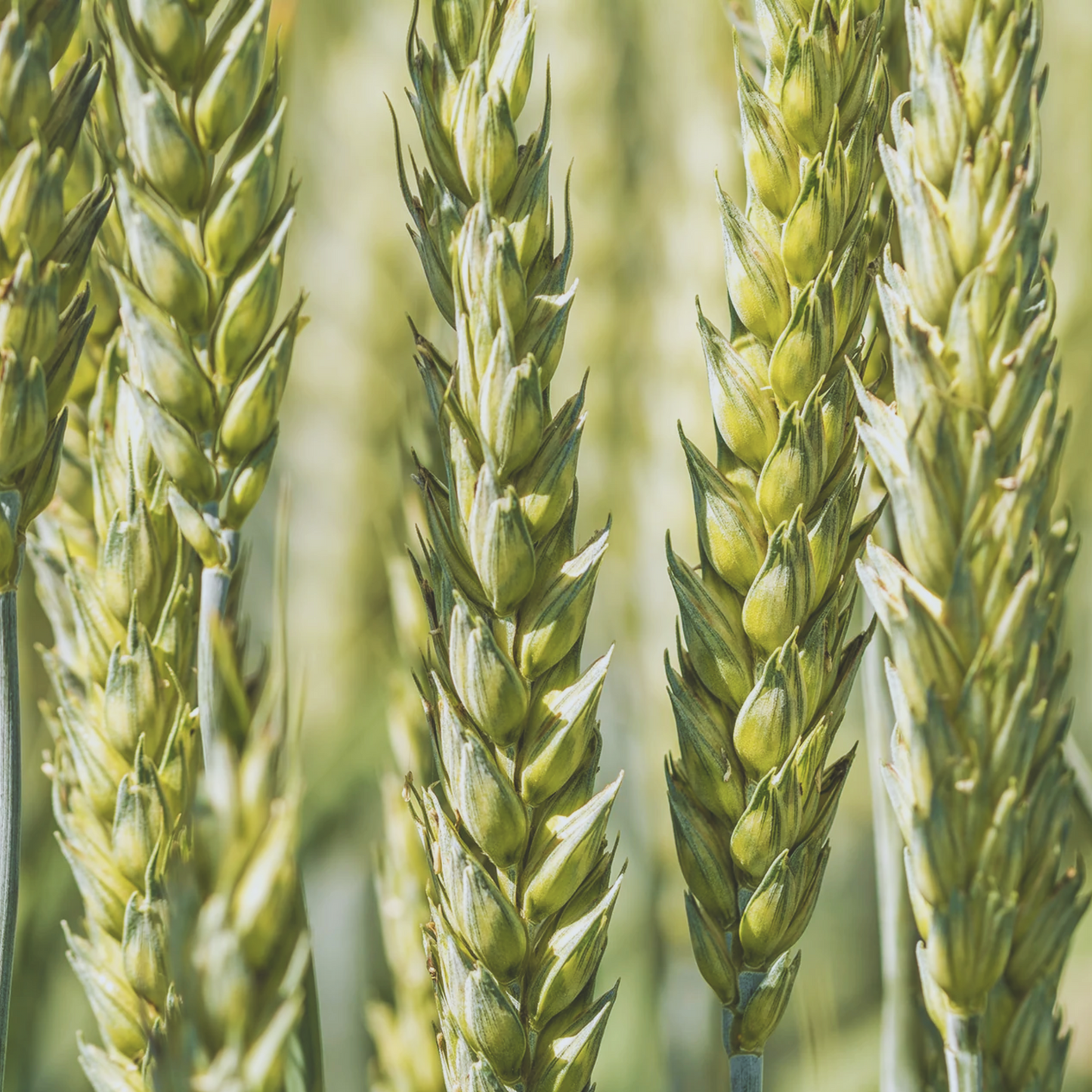Robust Barley Seeds