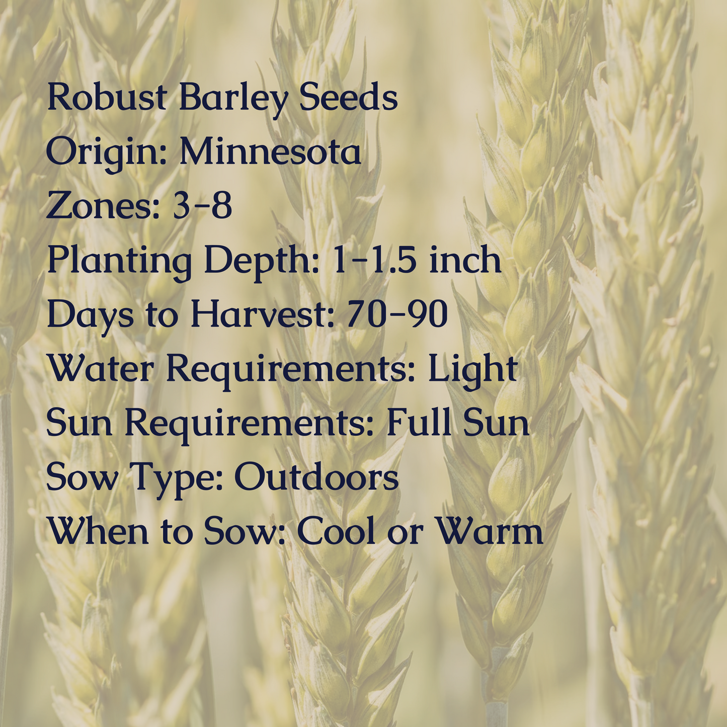 Robust Barley Seeds