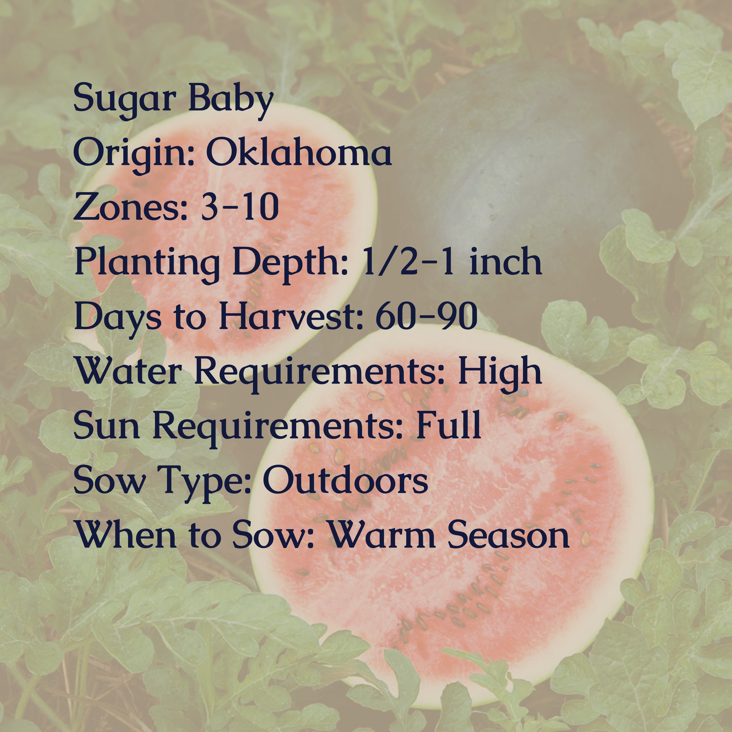 Sugar Baby Watermelon Seeds