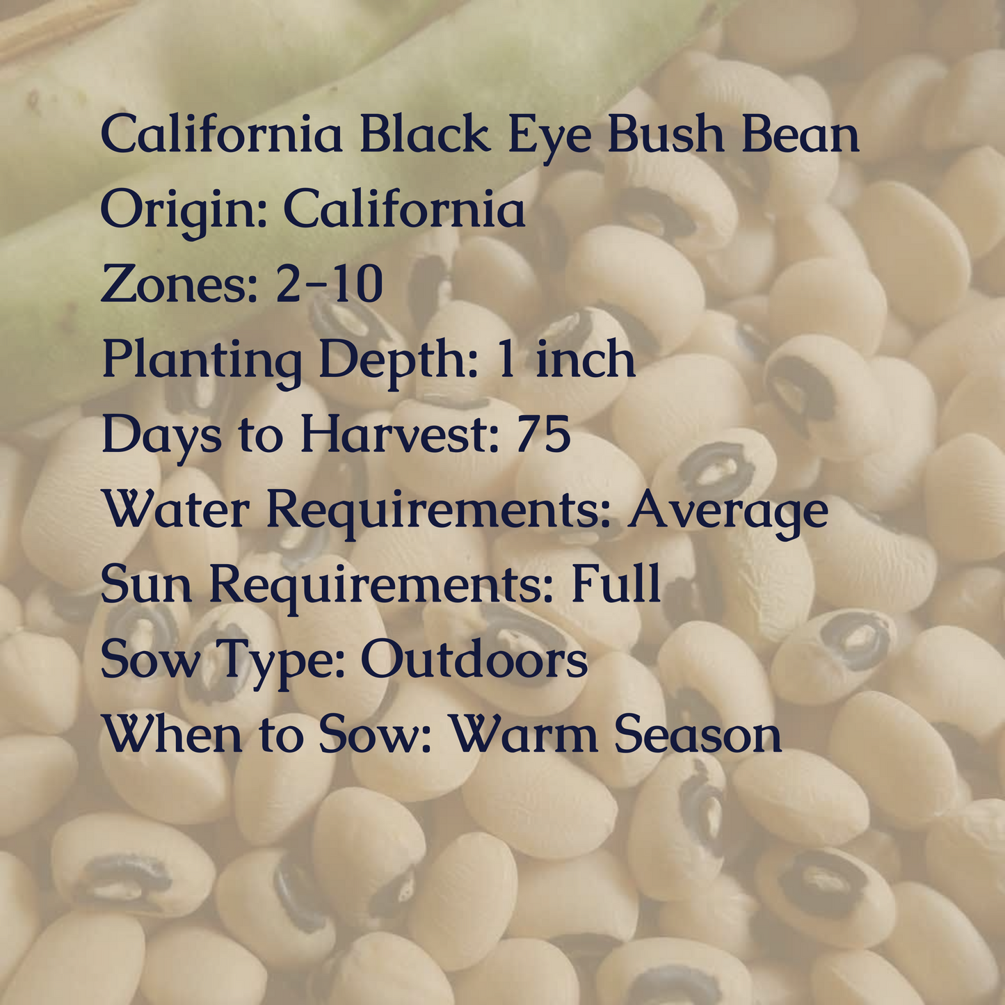 California Black-Eye Bush Bean Seeds