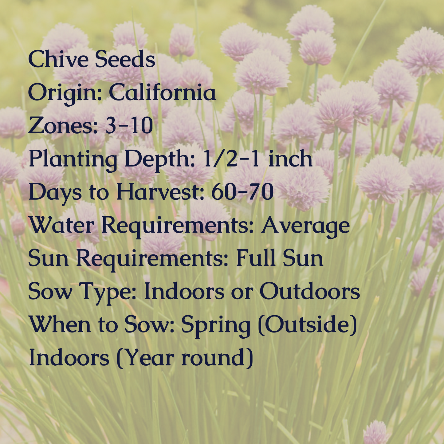 Chive Seeds