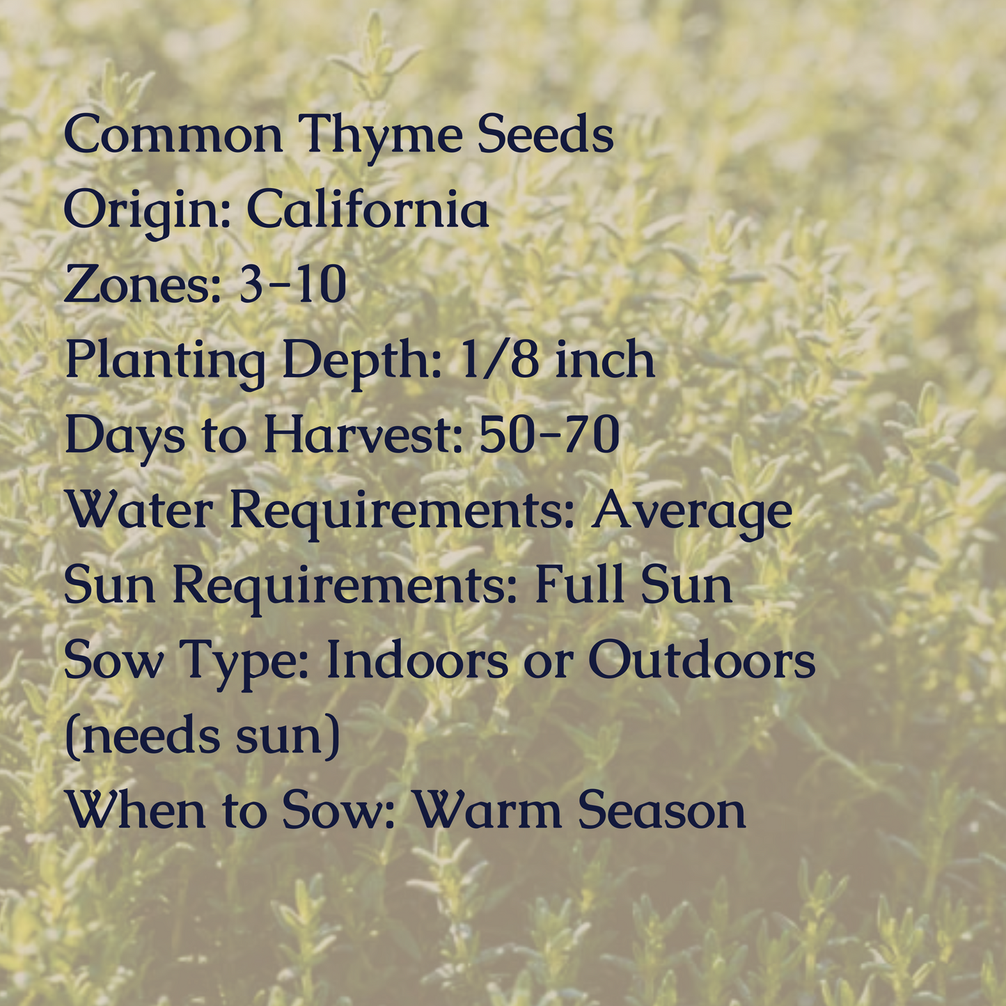 Thyme Seeds