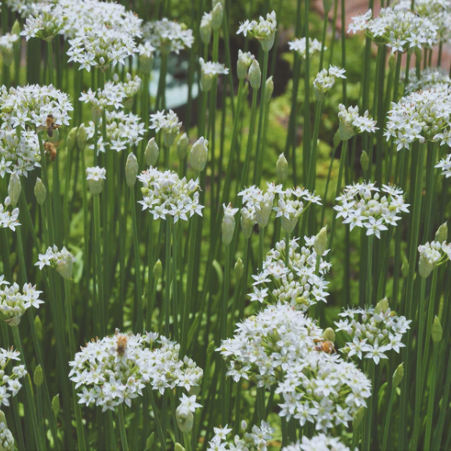 Garlic Chive Seeds