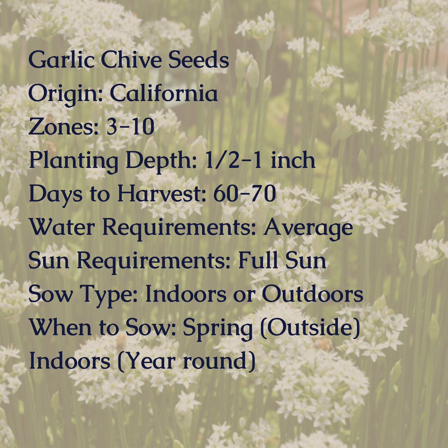 Garlic Chive Seeds