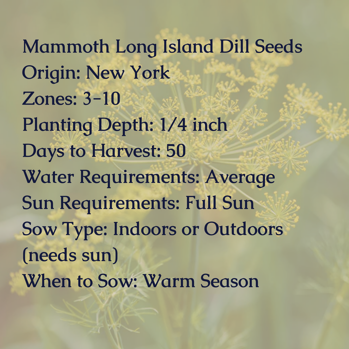 Mammoth Long Island Dill Seeds